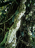 Ayahuasca trunk