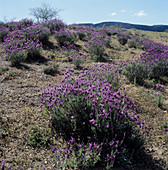 Spanish lavender