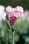 Opium poppy flowering