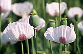 Opium poppy flowers and seed heads