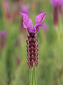 Lavandula stoechas 'Willow Vale' flower
