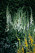 Foxgloves (Digitalis alba 'Tall Peren')