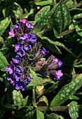 Pulmonaria rubra 'David Ward' flowers