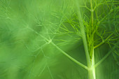 Dill (Anethum graveolens)