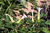 Thorn apple (Datura stramonium)