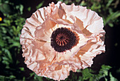 Opium poppy