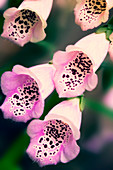 Foxglove 'Giant Shirley' flowers