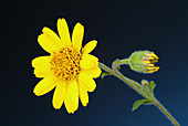 Arnica flower (Arnica montana)