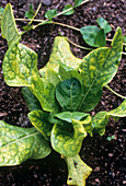 Mandrake (Mandragora officinarum)