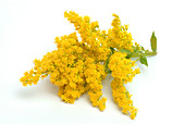 Goldenrod (Solidago virgaurea)