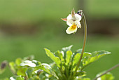 Heartsease (Viola tricolor)