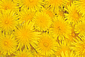 Dandelion flowers (Taraxacum officinale)