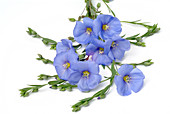 Flax flowers (Linus usitatissimum)