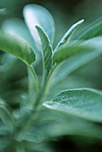 Sage (Salvia sp.)