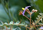 Spiny nightshade (Solanum pyracantha)