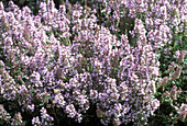 Flowering thyme (Thymus sibthorpii)