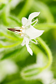 White borage (Borago officinalis)