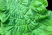 Burdock (Arctium lappa)