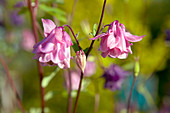 Columbine (Aquilegia vulgaris)