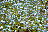 Forget-me-not (Myostis symphytifolia)