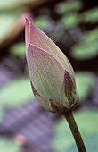 Sacred lotus (Nelumbo nucifera)