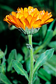 Pot marigold (Calendula officinalis)