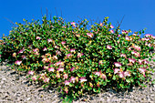 Capper flowers (Capparis spinosa)