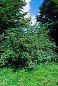 Midland hawthorn (Crataegus laevigata)