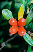 Daphne sericea fruit