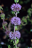 Pennyroyal (Mentha pulegium)