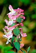 Corydalis flowers (Corydalis cava)