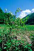 Bittersweet (Solanum dulcamara)