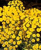 Tansy flowers (Tanacetum vulgare)