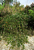 Rosemary (Rosmarinus officinalis)