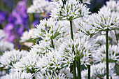 Wild garlic (Allium ursinum)