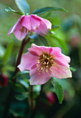 Lenten rose (Helleborus orientalis)