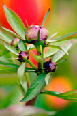 Chinese peony (Paeonia lactiflora)