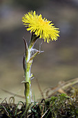 Coltsfoot (Tussilago farfara)