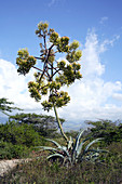 Century plant (Agave americana)