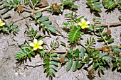 Puncture vine (Tribulus terrestris)