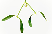 Hanging mistletoe