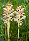 Bedstraw broomrape