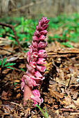 Toothwort (Lathraea squamaria)