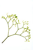 Mistletoe (Viscum album)