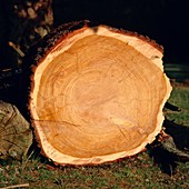 Growth rings in oak trunk