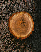 Tree trunk with sawn-off branch