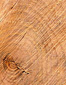 Section through heartwood of elm tree