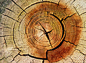 Cross sections of an elm trunk