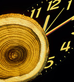 Tree growth rings and clock face