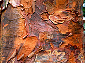 Paperbark maple trunk